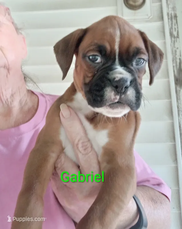 Gabriel  – Boxer puppy for sale in Stoutland, MO