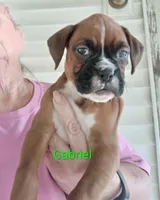 Gabriel , a male Boxer for sale in Stoutland, MO – 1 of 2
