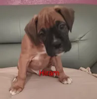 Hiram , a male Boxer for sale in Stoutland, MO – Photo 1 of 3