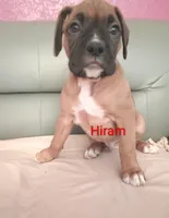Hiram , a male Boxer for sale in Stoutland, MO – Photo 3 of 3