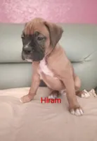 Hiram , a male Boxer for sale in Stoutland, MO – Photo 2 of 3