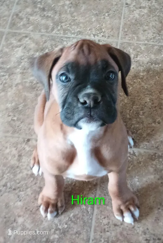 Hiram  – Boxer puppy for sale in Stoutland, MO