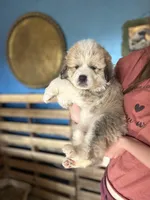 Rose, a female Bernese Mountain Dog and Great Pyrenees for sale in Mead, WA – Photo 5 of 6