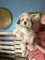 Rose, a female Bernese Mountain Dog and Great Pyrenees for sale in Mead, WA – Photo 4 of 6