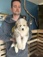 Rose, a female Bernese Mountain Dog and Great Pyrenees for sale in Mead, WA – Photo 6 of 6