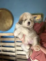 Rose, a female Bernese Mountain Dog and Great Pyrenees for sale in Mead, WA – Photo 2 of 6