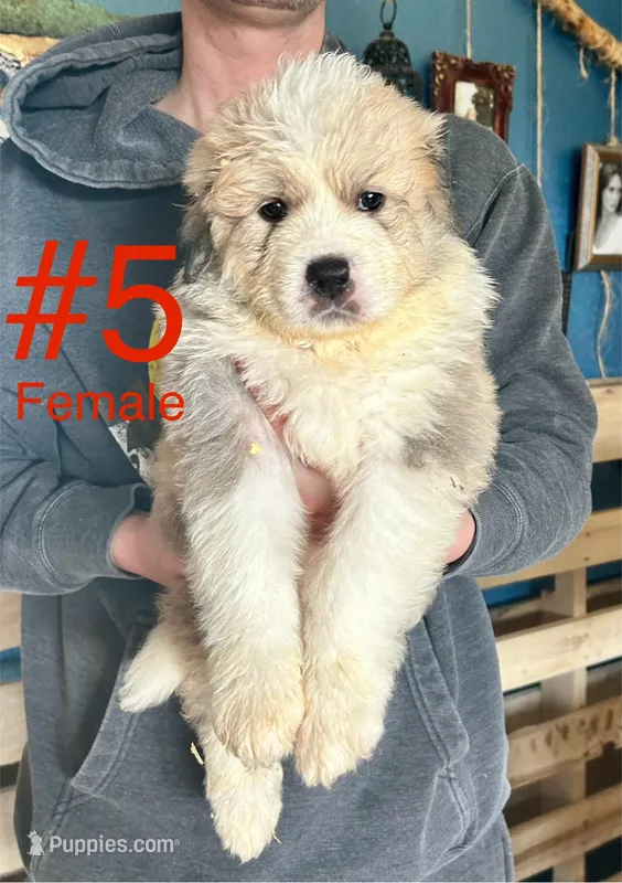 Rose, a female Bernese Mountain Dog and Great Pyrenees for sale in Mead, WA – Photo 1 of 6