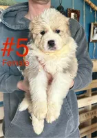 Rose, a female Bernese Mountain Dog and Great Pyrenees for sale in Mead, WA – Photo 1 of 6