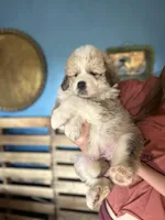 Rose, a female Bernese Mountain Dog and Great Pyrenees for sale in Mead, WA – Photo 3 of 6
