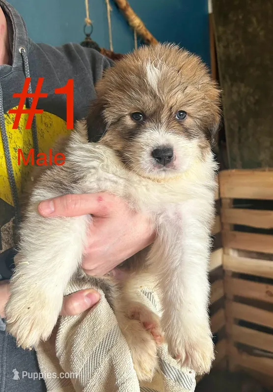Quinn, a male Bernese Mountain Dog and Great Pyrenees for sale in Mead, WA – Photo 1 of 8