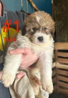 Quinn, a male Bernese Mountain Dog and Great Pyrenees for sale in Mead, WA – Photo 1 of 8