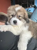 Quinn, a male Bernese Mountain Dog and Great Pyrenees for sale in Mead, WA – Photo 2 of 8