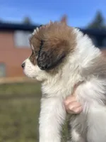 Quinn, a male Bernese Mountain Dog and Great Pyrenees for sale in Mead, WA – Photo 4 of 8