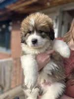 Quinn, a male Bernese Mountain Dog and Great Pyrenees for sale in Mead, WA – Photo 6 of 8
