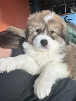 Quinn, a male Bernese Mountain Dog and Great Pyrenees for sale in Mead, WA – Photo 8 of 8