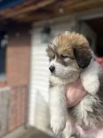 Quinn, a male Bernese Mountain Dog and Great Pyrenees for sale in Mead, WA – Photo 5 of 8