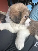 Quinn, a male Bernese Mountain Dog and Great Pyrenees for sale in Mead, WA – Photo 3 of 8