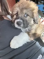 Bodin, a male Bernese Mountain Dog and Great Pyrenees for sale in Mead, WA – Photo 4 of 9