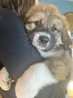 Bodin, a male Bernese Mountain Dog and Great Pyrenees for sale in Mead, WA – Photo 9 of 9