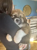 Bodin, a male Bernese Mountain Dog and Great Pyrenees for sale in Mead, WA – Photo 6 of 9