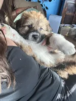 Bodin, a male Bernese Mountain Dog and Great Pyrenees for sale in Mead, WA – Photo 5 of 9