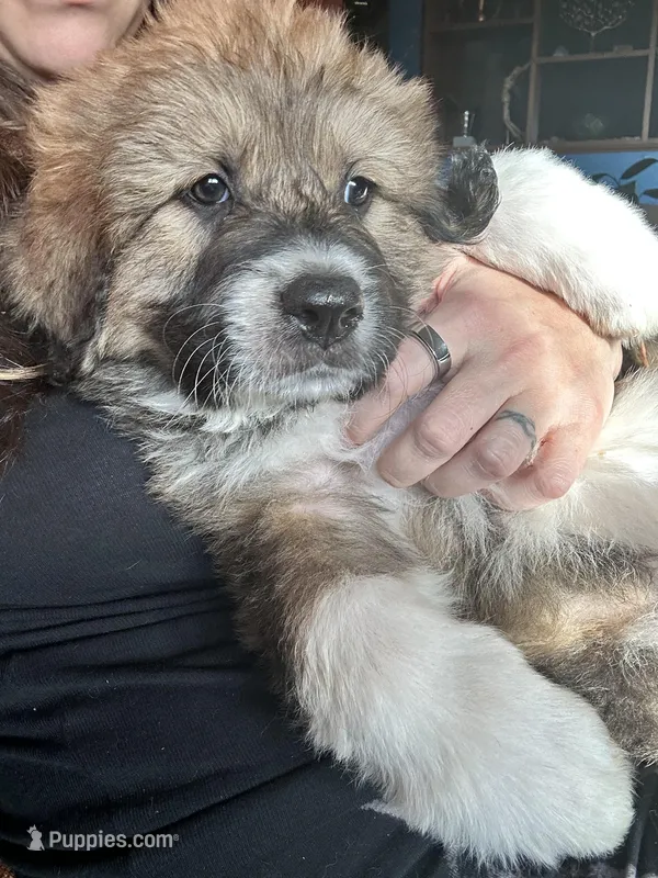 Bodin, a male Bernese Mountain Dog and Great Pyrenees for sale in Mead, WA – Photo 1 of 9
