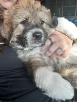 Bodin, a male Bernese Mountain Dog and Great Pyrenees for sale in Mead, WA – Photo 1 of 9