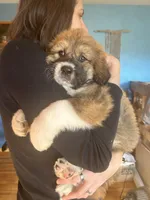 Bodin, a male Bernese Mountain Dog and Great Pyrenees for sale in Mead, WA – Photo 7 of 9