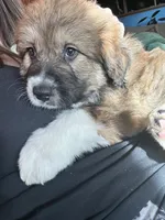 Bodin, a male Bernese Mountain Dog and Great Pyrenees for sale in Mead, WA – Photo 8 of 9