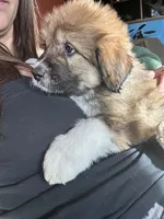Bodin, a male Bernese Mountain Dog and Great Pyrenees for sale in Mead, WA – Photo 2 of 9