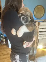 Bodin, a male Bernese Mountain Dog and Great Pyrenees for sale in Mead, WA – Photo 3 of 9