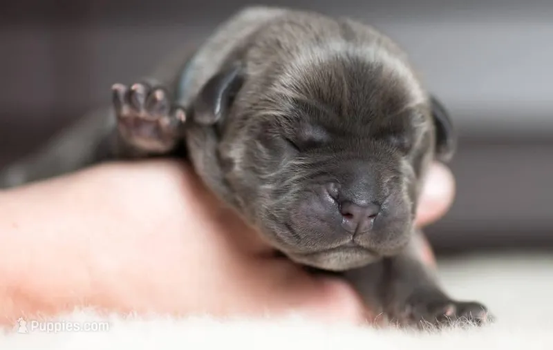 Titan Bones Royal Majesty 