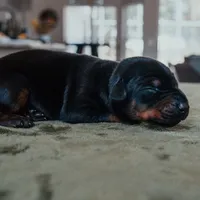 Guardian Gaze Eisla (European), a female Doberman Pinscher for sale in Chicago, IL – Photo 3 of 4