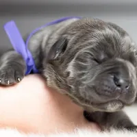 Titan Bones Goliath Bone Crusher, a male Cane Corso for sale in Detroit, MI – Photo 3 of 5