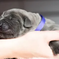 Titan Bones Goliath Bone Crusher, a male Cane Corso for sale in Detroit, MI – Photo 2 of 5