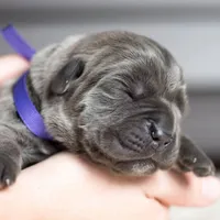 Titan Bones Goliath Bone Crusher, a male Cane Corso for sale in Detroit, MI – Photo 4 of 5