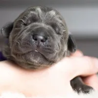 Titan Bones Goliath Bone Crusher, a male Cane Corso for sale in Detroit, MI – Photo 1 of 5