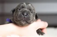 Titan Bones Goliath Bone Crusher, a male Cane Corso for sale in Charlotte, NC – Photo 1 of 5