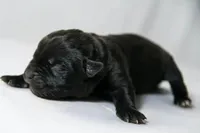 Titan Bones Shadow Nyx, a female Cane Corso for sale in Charlotte, NC – Photo 2 of 5