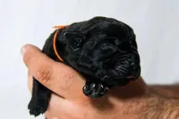 Titan Bones Shadow Nyx, a female Cane Corso for sale in Charlotte, NC – Photo 1 of 5