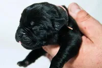 Titan Bones Shadow Nyx, a female Cane Corso for sale in Charlotte, NC – Photo 3 of 5