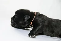 Titan Bones Shadow Nyx, a female Cane Corso for sale in Charlotte, NC – Photo 5 of 5