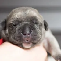 Titan Bones Vanguard Defender, a male Cane Corso for sale in Detroit, MI – Photo 4 of 5