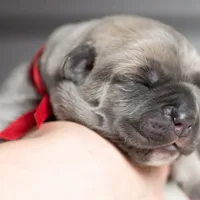 Titan Bones Vanguard Defender, a male Cane Corso for sale in Detroit, MI – Photo 5 of 5