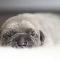 Titan Bones Vanguard Defender, a male Cane Corso for sale in Detroit, MI – Photo 2 of 5