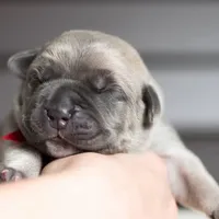 Titan Bones Vanguard Defender, a male Cane Corso for sale in Detroit, MI – Photo 3 of 5