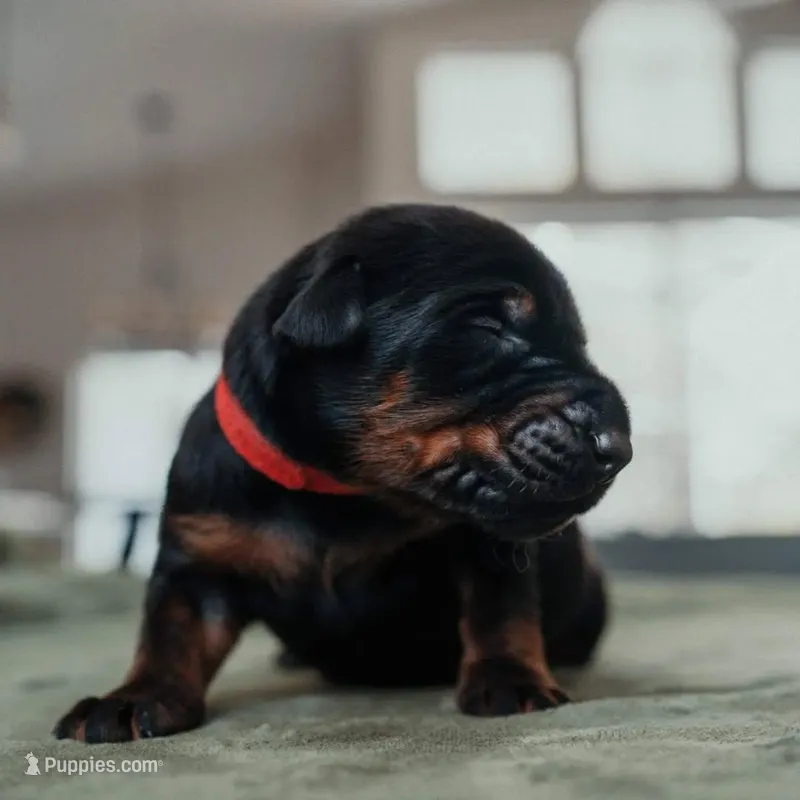 Titan Bones Vanguard Defender