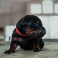 Titan Bones Vanguard Defender, a male Doberman Pinscher for sale in Orlando, FL – Photo 1 of 3