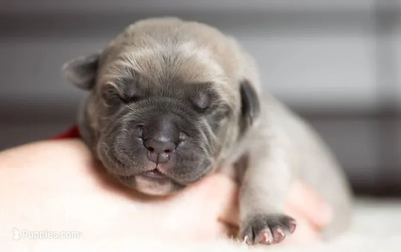 Titan Bones Vanguard Defender