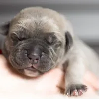 Titan Bones Vanguard Defender, a male Cane Corso for sale in Detroit, MI – Photo 1 of 5